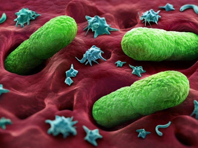 Открыты ранее неизвестные бактерии кишечника человека