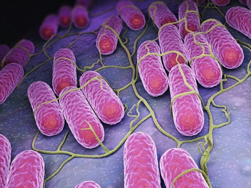 Кишечные бактерии