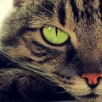 Любители кошек — вот как коты и кошки могут улучшить ваше здоровье