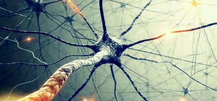 Все, что вам нужно знать о нейронах
