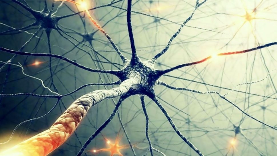 Все, что вам нужно знать о нейронах