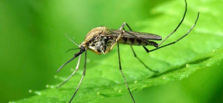 Может ли графен помочь в борьбе с укусами комаров?