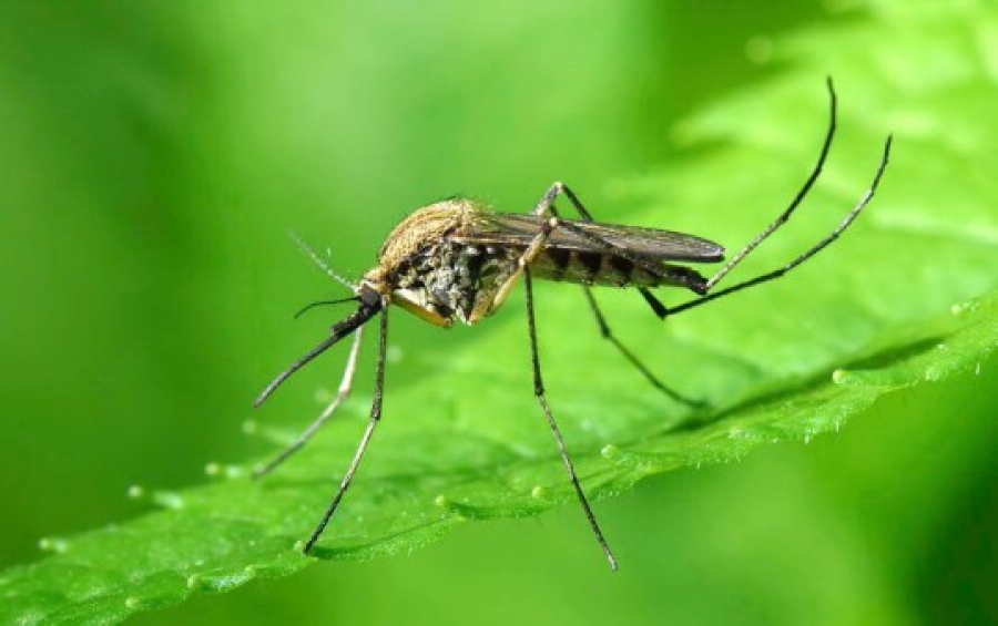 Может ли графен помочь в борьбе с укусами комаров?