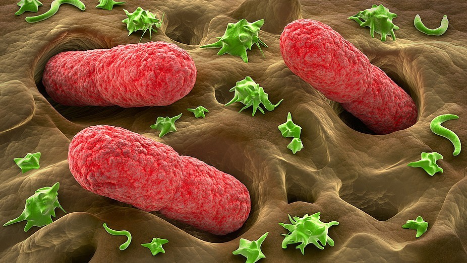 Влияют ли кишечные бактерии на развитие рака кишечника?