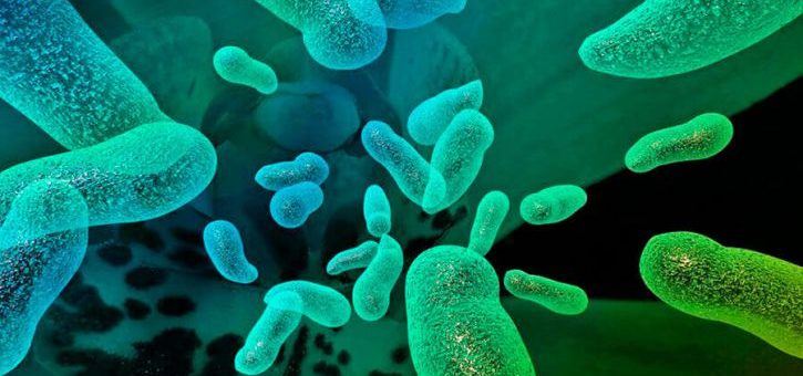 Кишечные бактерии могут противостоять вредному воздействию обработанных продуктов
