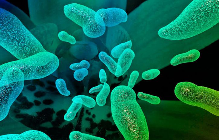 Кишечные бактерии могут противостоять вредному воздействию обработанных продуктов