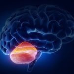 Новое исследование определяет генные мишени гормонов стресса в головном мозге